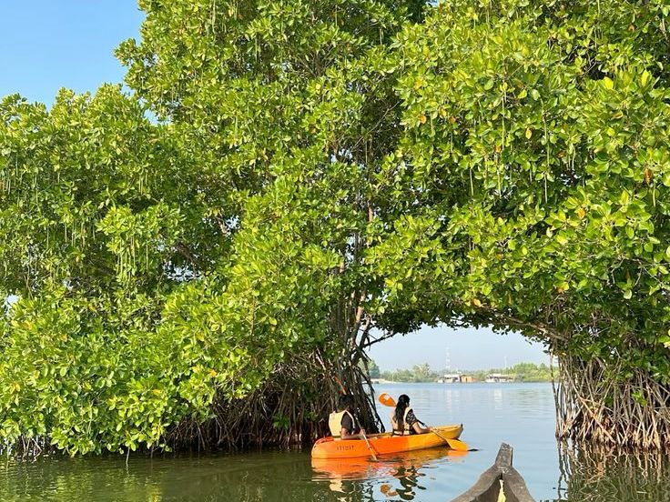 Paddling through mangroves